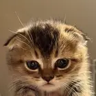 قط ذكر سكوتش للبيع عمره شهرين