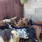 معزا ولد كفو 22 تحتها 19