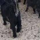 تيوس عوارض