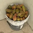 برشومي