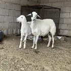 شاه عليها طلي ودافع في شهرين