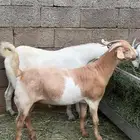 اعرض لكم تيوس بلدي شرط