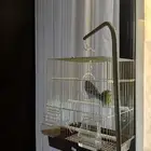 ببغاء بادجي