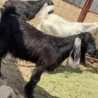 تيوس مطوره جبار ناهي