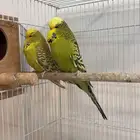 بادجي انقليزي