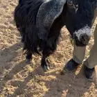 عنز دافع شرط