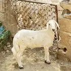 مشروع فحل