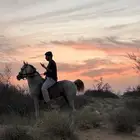 حصان واهو
