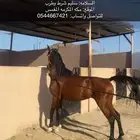 حصان