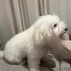 كلبه مالتيز