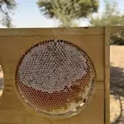 للبيع عسل طلح فرزه اولى شغلي انا خاص الكيلو 300 والشحن 30