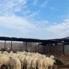 خرفان بلديه