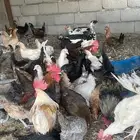 دجاج بياض شرط الرجاء عدم بخس السلعه