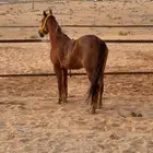 فرس شعبيه من فواخر الشعبيه