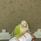 كنيور اناناس