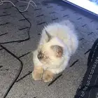 قط ذكر للتبني