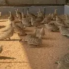 قطا