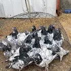 حمام باكستاني
