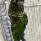 كنيور هدد للبيع