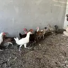فراريج العمر 4 شهور تيماء