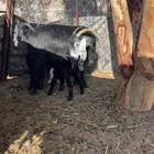 اعرض لكم عنز  تحتها تيس شرط الصحة