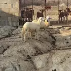 خرفان سمان ( تم البيع )