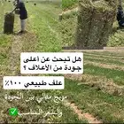 مخلوط وبرسيم