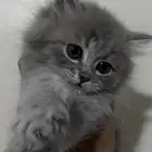 قطه مهجنه شيرازي مع اسكوتش