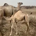 بكره ثنيه تحتها قعود