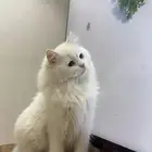 قطو مره جميل