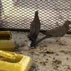 يمام او قمري