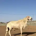 فحل ضان