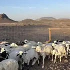 طليان سواكن شبيه الحري دمازين مرابى جادعان