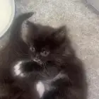 قطط شيرازي