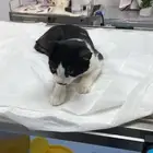 قطي يحتاج متبرعين