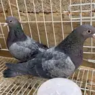 حمام صنعاوي