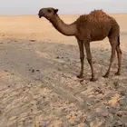 للبيع قعود اشعل