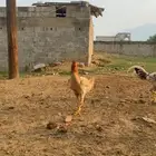 دجاج باكستاني تب