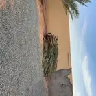 سعف نخل للبيع الموقع بالقاعد