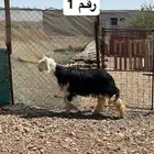 خرفان