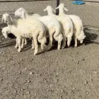 ذبايح للبيع مع الذبح والتوصيل