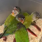 فروخ كنيور نهايه غر