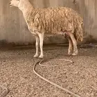 شاه خلفه صنف. تم البيع الله يبارك للمشتري