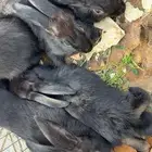 ارانب العدد 1 ذكر و 4 والباقي اناثي الصحه سليمه النوع بلديه
