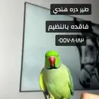 يااهل الشروق