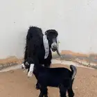 عنز عارضيه