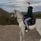حصان شعبي للبيع