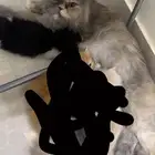 قطوه مفقوده
