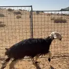 نجديه حايل رباع