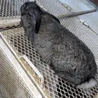 اناث مولدات ارانب شنشيلا وبابيون عملاق